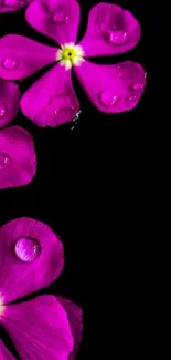 Vibrant purple flowers on a black background with water droplets.