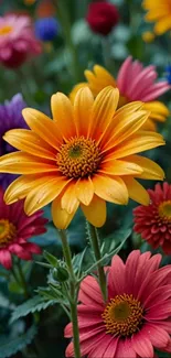 Colorful daisies in a vibrant garden wallpaper.