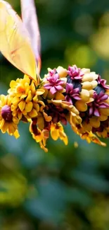 Close-up of vibrant flowers with green leaves as mobile wallpaper.