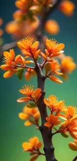 Vibrant orange blossoms on a branch with a green background.