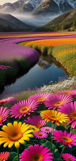 Vibrant flower fields with mountain backdrop, showcasing pink, orange, and purple flowers.