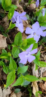 Purple periwinkle flowers with green leaves and earthy background.