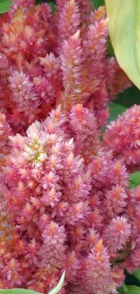 Close-up of vibrant pink flowers with green leaves.