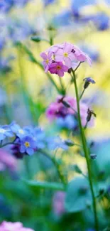 Mobile wallpaper with vibrant blue and pink flowers in a yellow-lit setting.