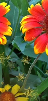 Orange-petaled flowers with green leaves.