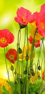 Colorful poppy flowers on a vibrant green background.