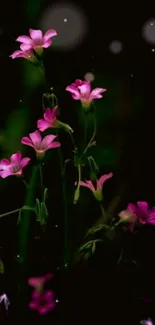 Dark background with pink flowers glowing in a night scene.