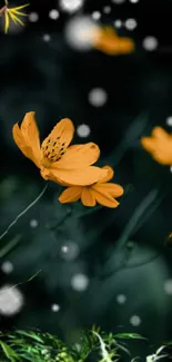 Orange flowers in a dark, dreamy nightscape wallpaper.