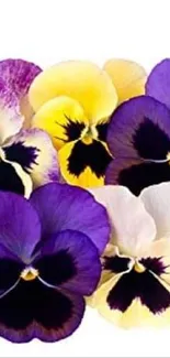 Colorful pansies with purple and yellow petals on a white background.