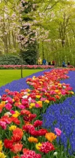 Vibrant path through colorful tulip garden with lush greenery.