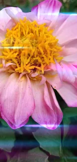 Close-up of a pink dahlia with yellow center.