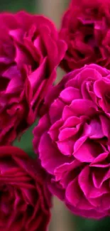 Close-up of vibrant pink roses in full bloom.