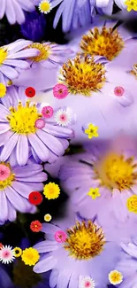 Vibrant purple daisy flowers with colorful blooms create a lively phone wallpaper.