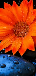 Vibrant orange flower on wet stones.