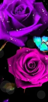 Purple roses and a blue butterfly on a black background.