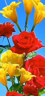 Vibrant red and yellow flowers against a blue sky background.