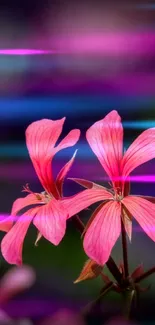 Vibrant pink flowers with blurred background in phone wallpaper.