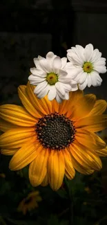 Vibrant yellow sunflower with white daisies on dark background.