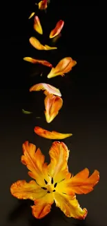 Orange flower petals on dark background wallpaper.