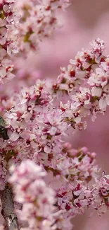 Pink blossoms with green beetle on phone wallpaper.