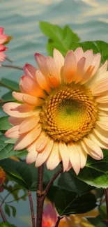 Vibrant sunflower with lush green leaves wallpaper.