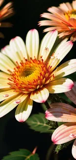 Close-up of vibrant daisies with orange and yellow hues in a sunlight setting.