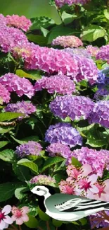 Colorful hydrangeas and a bird in a vibrant floral phone wallpaper.