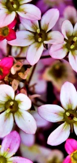 Vibrant pink and white floral phone wallpaper, featuring delicate blossoms.