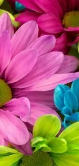 Vibrant floral wallpaper with pink, blue, and yellow daisies.