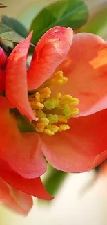 Close-up of a vibrant orange blossom on a mobile wallpaper.