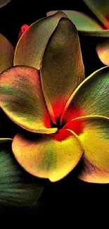 Vibrant plumeria flowers on a dark background mobile wallpaper.