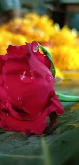 Close-up of a vibrant red rose with dewdrops on a green leaf.