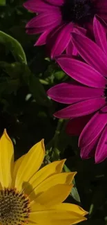 Vibrant purple and yellow flowers with green leaves.