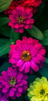 Vibrant zinnia flowers mobile wallpaper with lush green leaves.