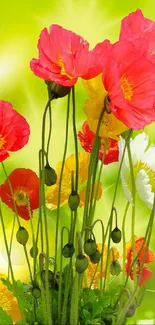 Vibrant poppies against lime green background.