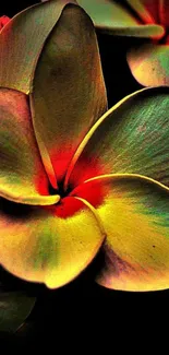 Vibrant plumeria flower wallpaper with colorful petals on a dark background.