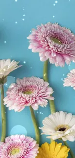 Colorful gerbera daisies on a blue background wallpaper.