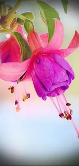 Close-up of fuchsia flower with vibrant petals and blurred background.