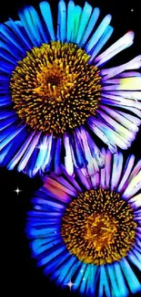 Vibrant blue and purple flowers on black background wallpaper.