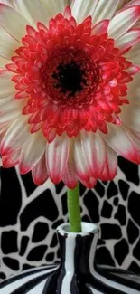 Vibrant red and white flower in a zebra vase.