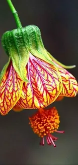 Close-up of a vibrant flower with colorful petals and a green-yellow hue.