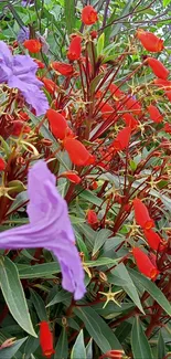 Vibrant red and purple flowers with green leaves wallpaper.