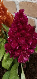 Vibrant magenta celosia flower in front of a brick wall.