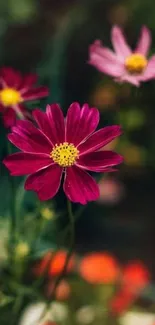 Magenta flowers with blurred garden background.