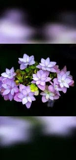 Purple hydrangea flowers with green leaves on a dark background.