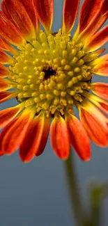 Vibrant orange daisy with yellow center on a blue background.