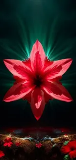 Striking red flower on mobile wallpaper backlit by soft light above.