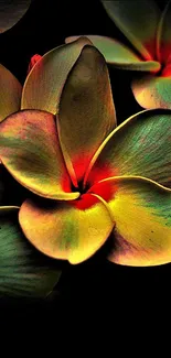 Vibrant plumeria flowers on dark background.