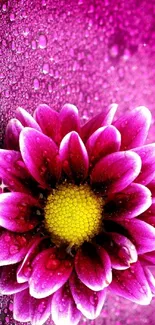 Dewy purple flower with yellow center on mobile wallpaper.