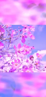 Vibrant pink cosmos flowers against a clear blue sky in a mobile wallpaper.